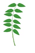 Feuille - paripennée 