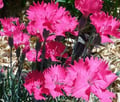 FLEURS TOMBE OEILLETS LIVRAISON GRATUITE SEPULTURE49