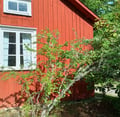  make wood look rustic with the only paint using traditional, matte, natural pigments