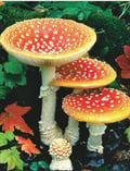 Champignon - Basidiomycète