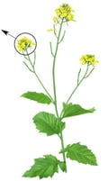 Plante à fleur – Corymbe de moutarde 