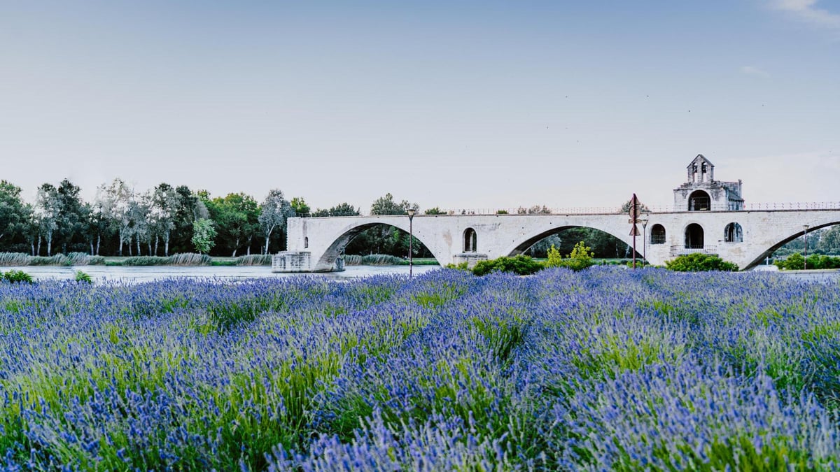 Champs de lavande en Provence — VTC Avignon alentours