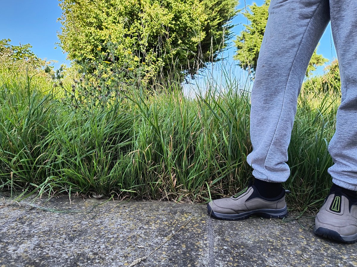 An overgrown lawn before rescue