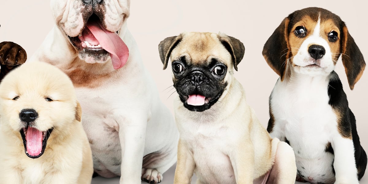 Different breed puppies for sale in Hyderabad