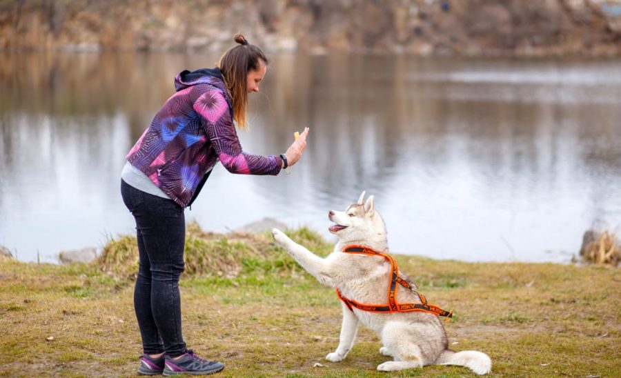 Reward-based dog training session in Hyderabad