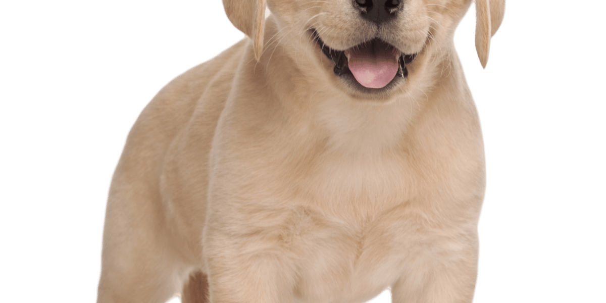 A healthy, well-fed puppy