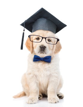 Dog enjoying supervised boarding care in Hyderabad