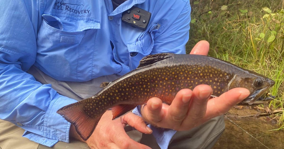 Match the Hatch Introduction FlyFishing Lessons Match the Hatch Fly