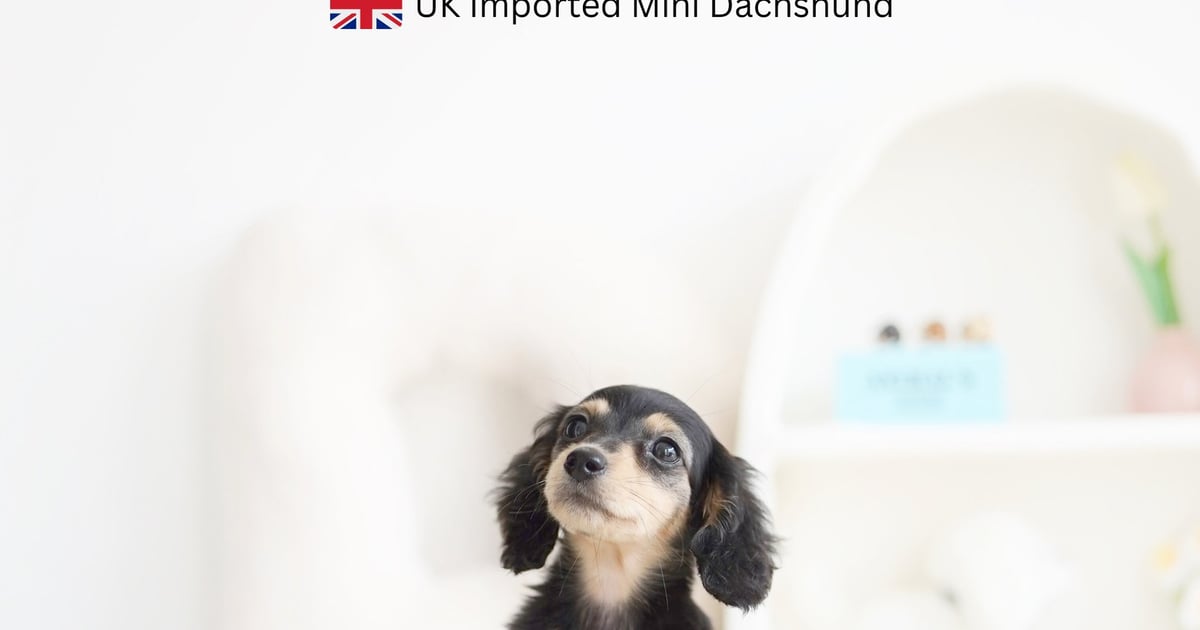 Miniature Dachshund [Cookies N' Cream] | Dawgs & Co. Premium Singapore ...