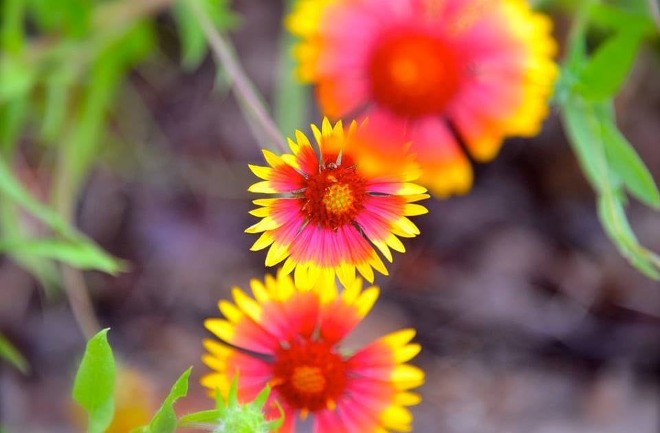 ONPS - Native Gardening for Wildlife | Oklahoma Native Plant Society