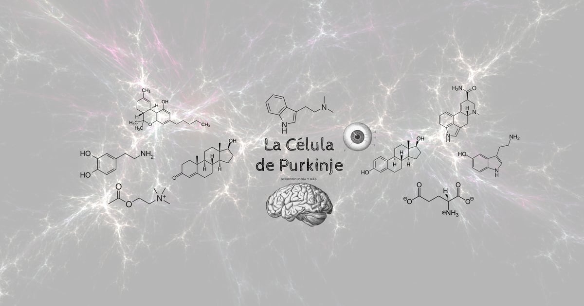 ¿Qué es la Célula de Purkinje? | La Célula de Purkinje