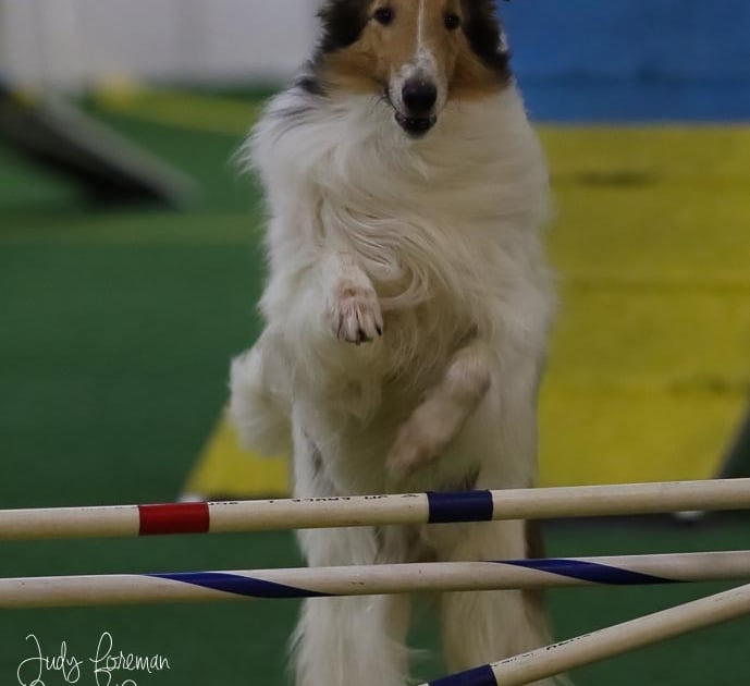 Dog Events Platte Valley Kennel Club of Fremont Nebraska