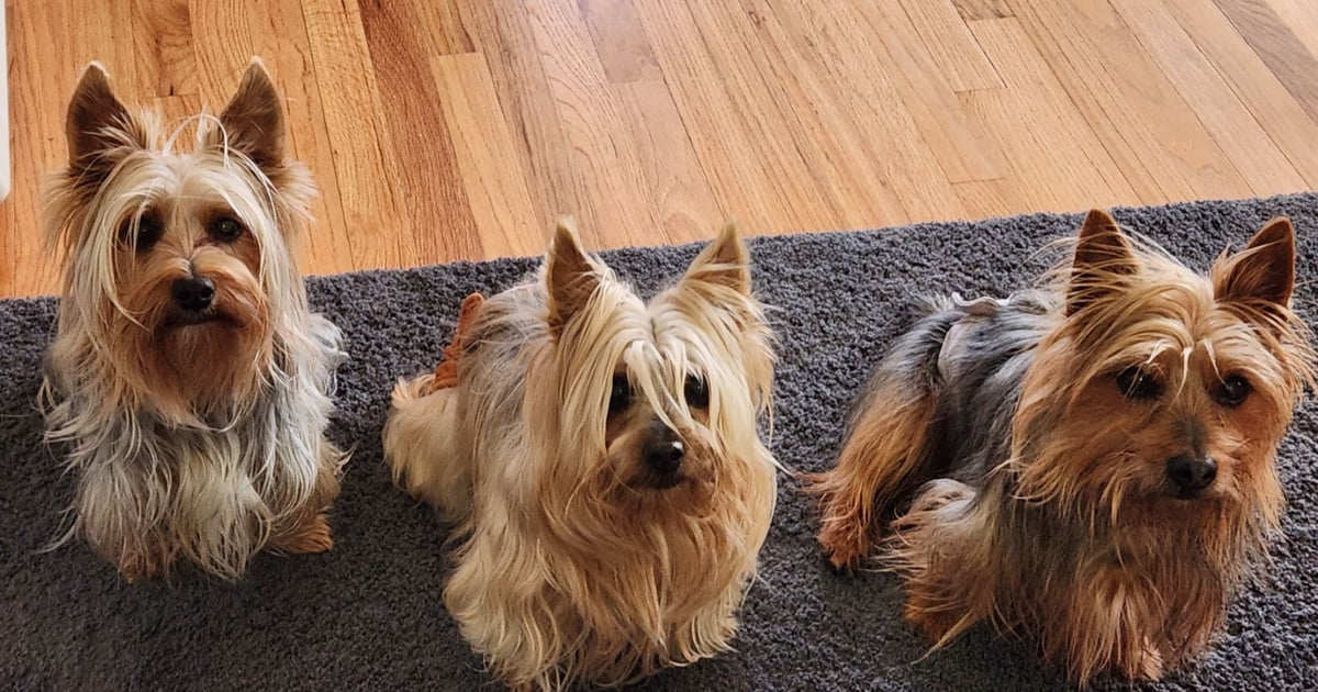 Dog Breeds of Our Club Members Platte Valley Kennel Club of Fremont