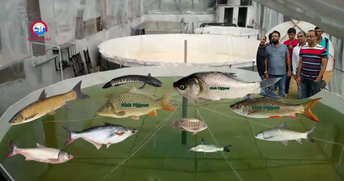 Detailed Guide to Freshwater Fish Species for Farming in India ...