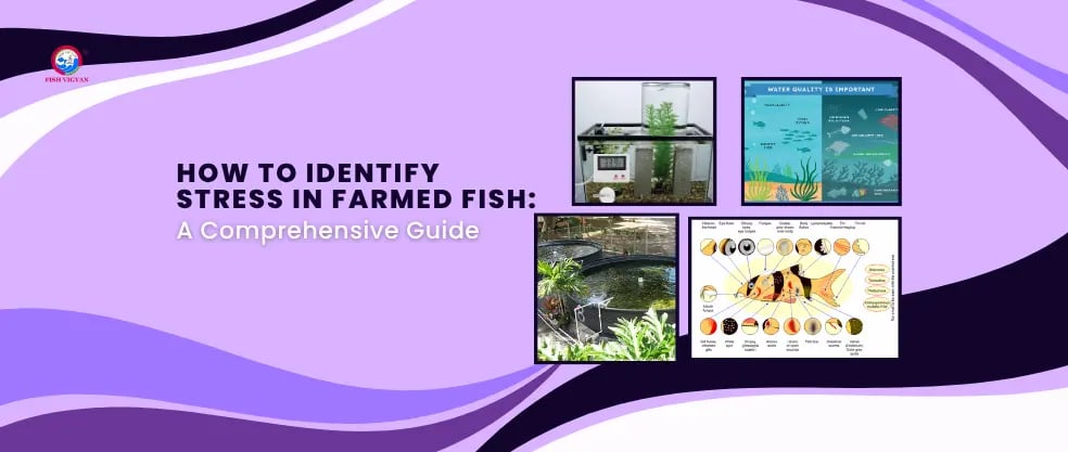 How to Identify Stress in Farmed Fish: A Comprehensive Guide | Fish Vigyan