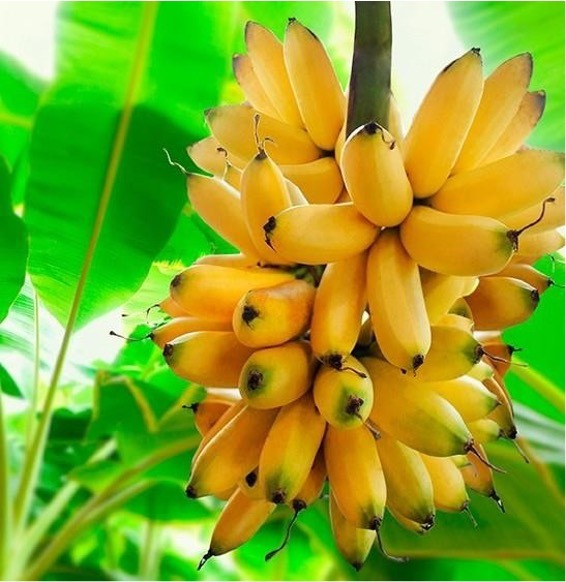 Exportaci n de productos frutas vegetales minerales empresa