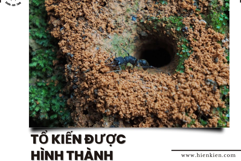 tổ kiến rufi