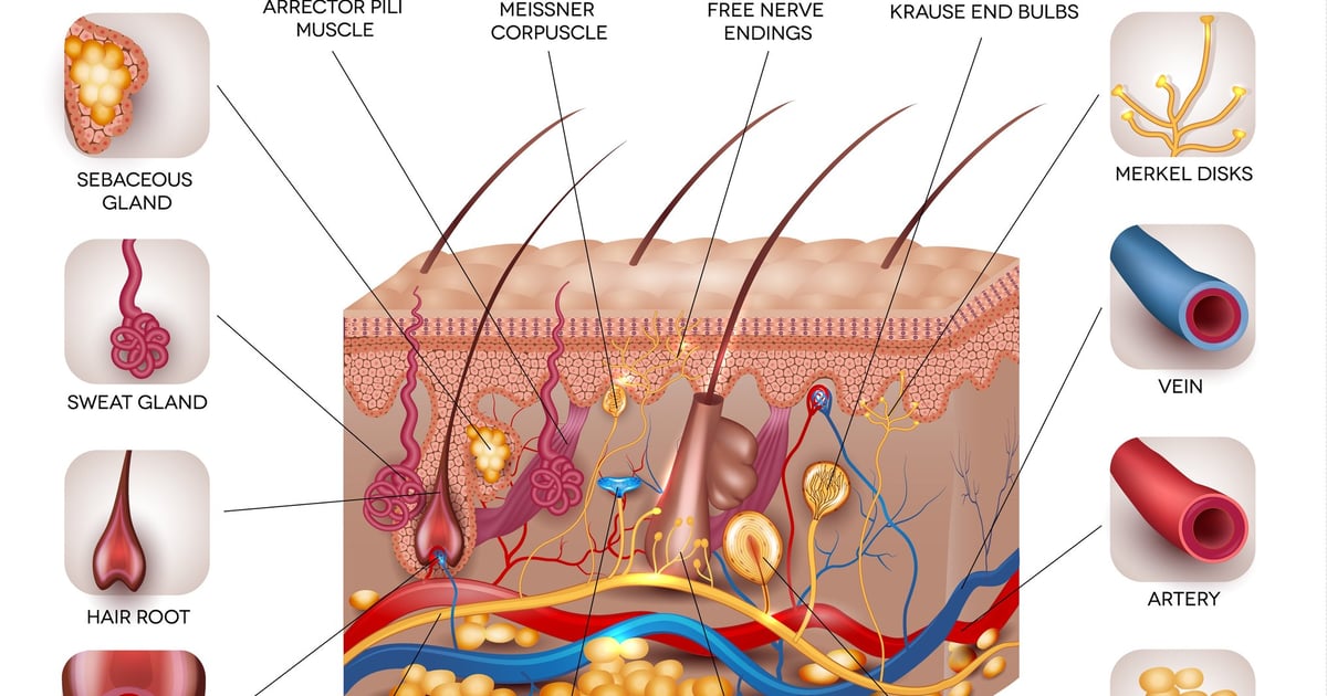 SKIN FACTS ANATOMY visual data 3
