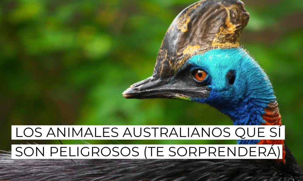 Los animales de Australia que SÍ te ponen en peligro | AMANECER POR AHÍ