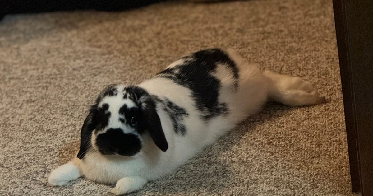 Rabbits As Emotional Support Animals on College Campuses | Hot Cross ...