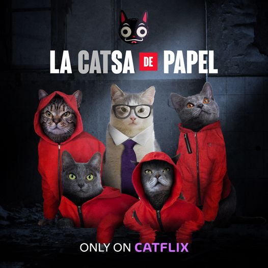 Catflix - The Ultimate Website for Cat Videos | CATFLIX