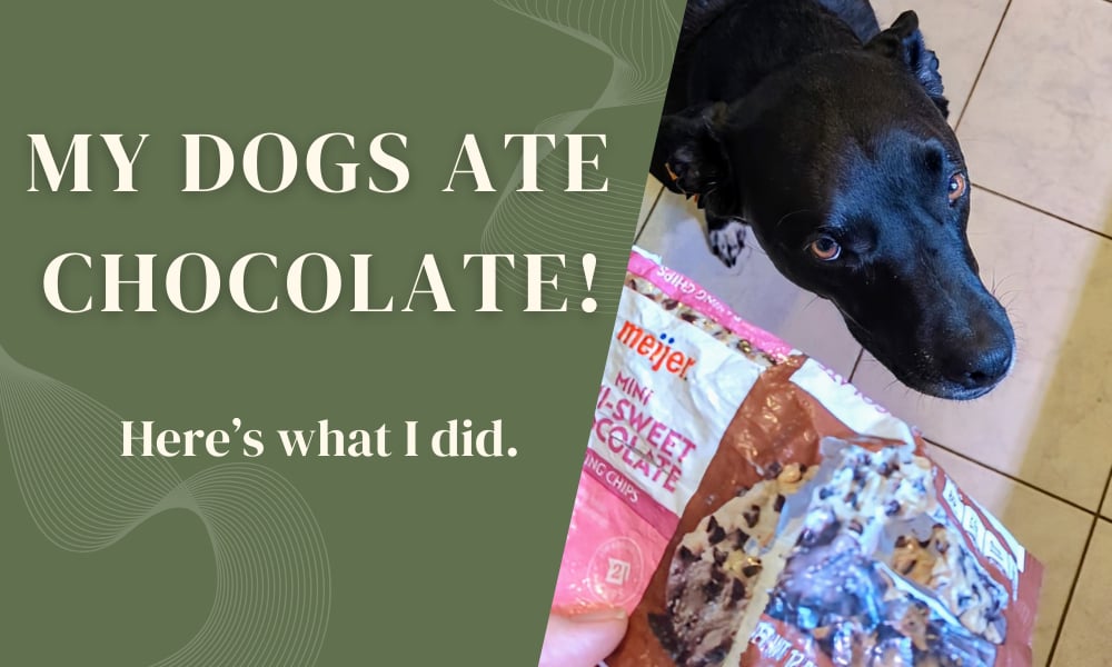 Picture of What to Do If Your Dog Eats Chocolate: Understanding Chocolate Toxicity ...