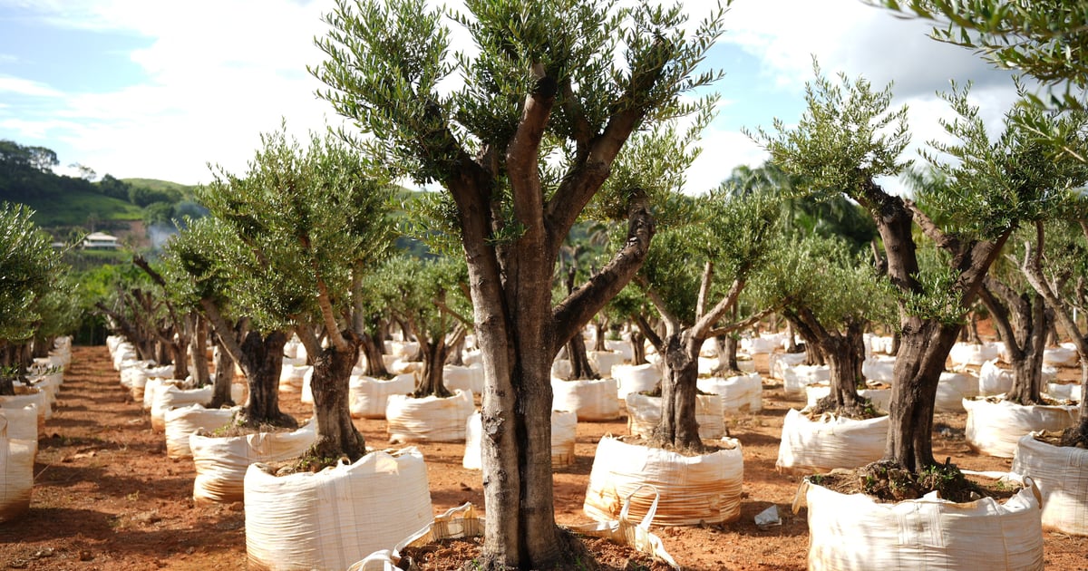 Atacadao das Plantas