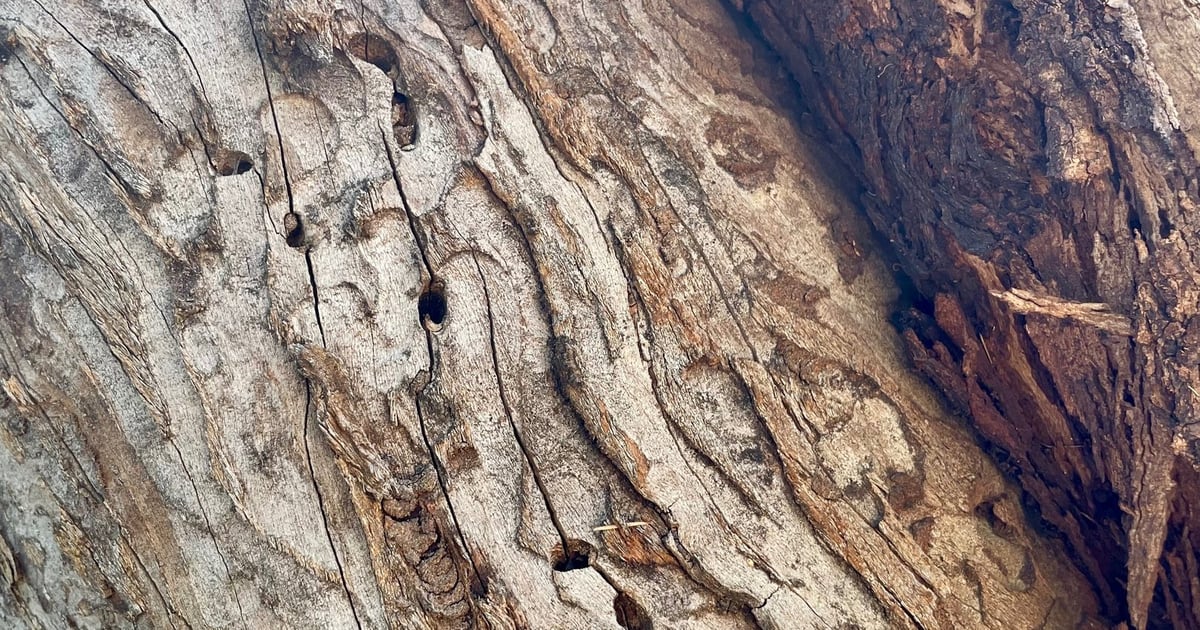 How Much Does An Arborist Report Cost Auditree