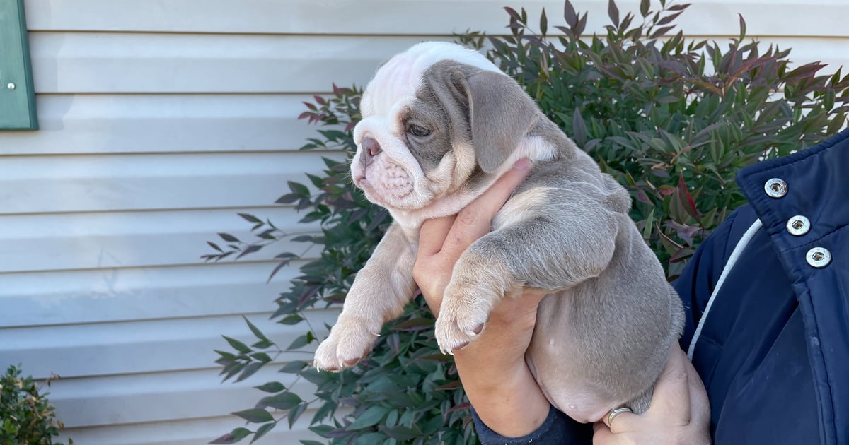 English bulldogs for sale near me