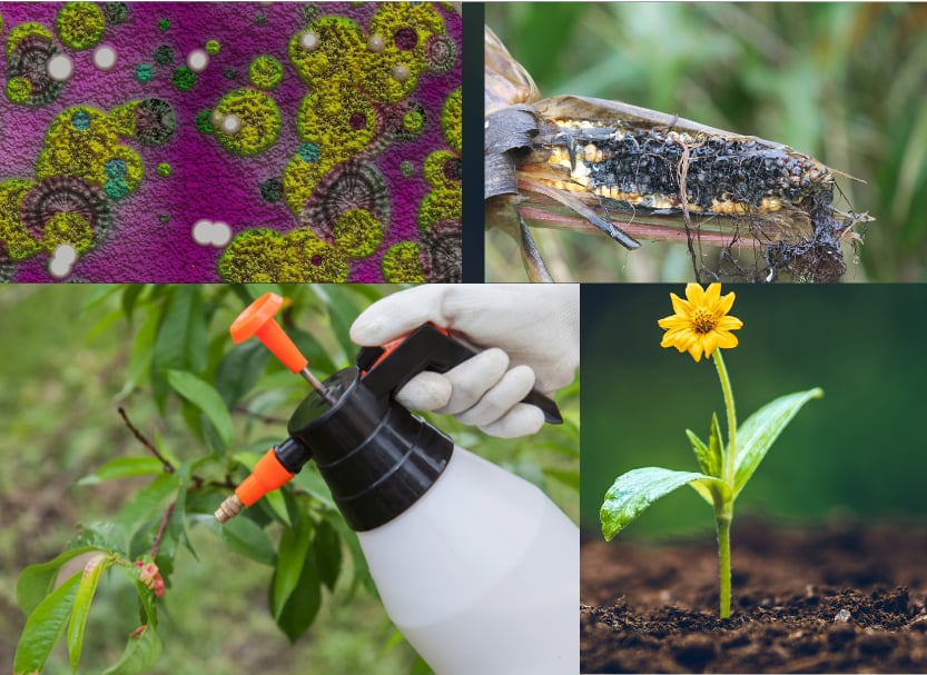 Fungicides And Their Classifications And Groups Agriculturebasics