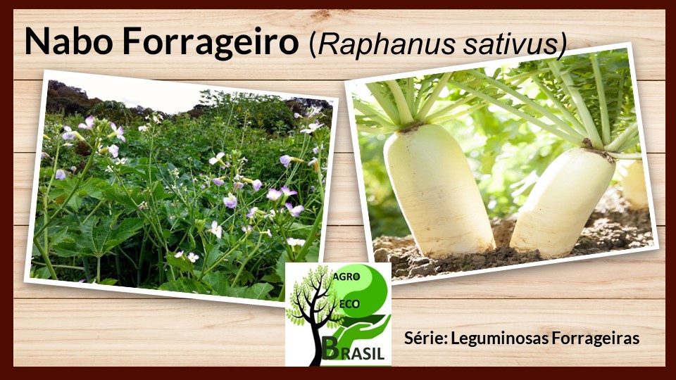 Nabo Forrageiro (Raphanus sativus L.): Características e Utilidades