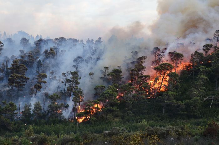 Fatwa Terbaru MUI : Pembakaran Hutan dan Perusakan Alam Hukumnya Haram