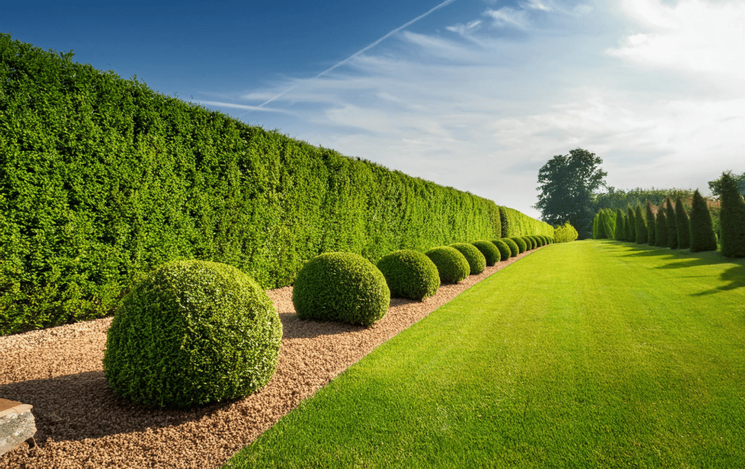 Heckenpflege Projekt
