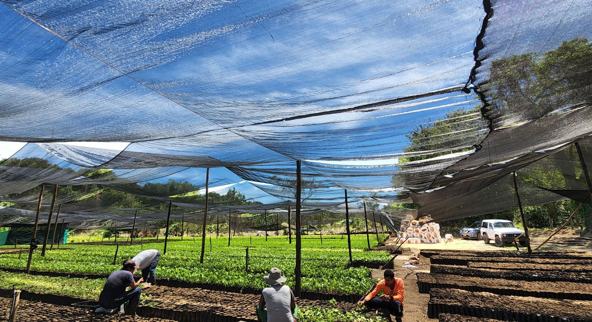 Terra Forest nursery — Reselva