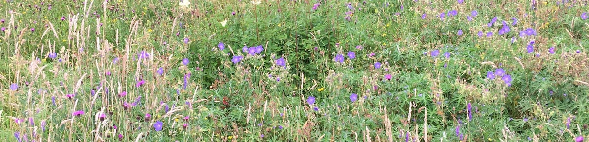 sunny meadow with geranium, knapweed, buttercup among tall flowering grasses