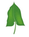 Feuille - hastée