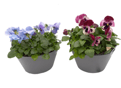bouquet livraison gratuite tombe, cimetiere Sepulture49