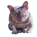 frenchie stud service logo