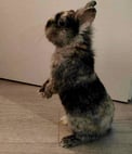 photo de référence lapin pour commande personnalisée