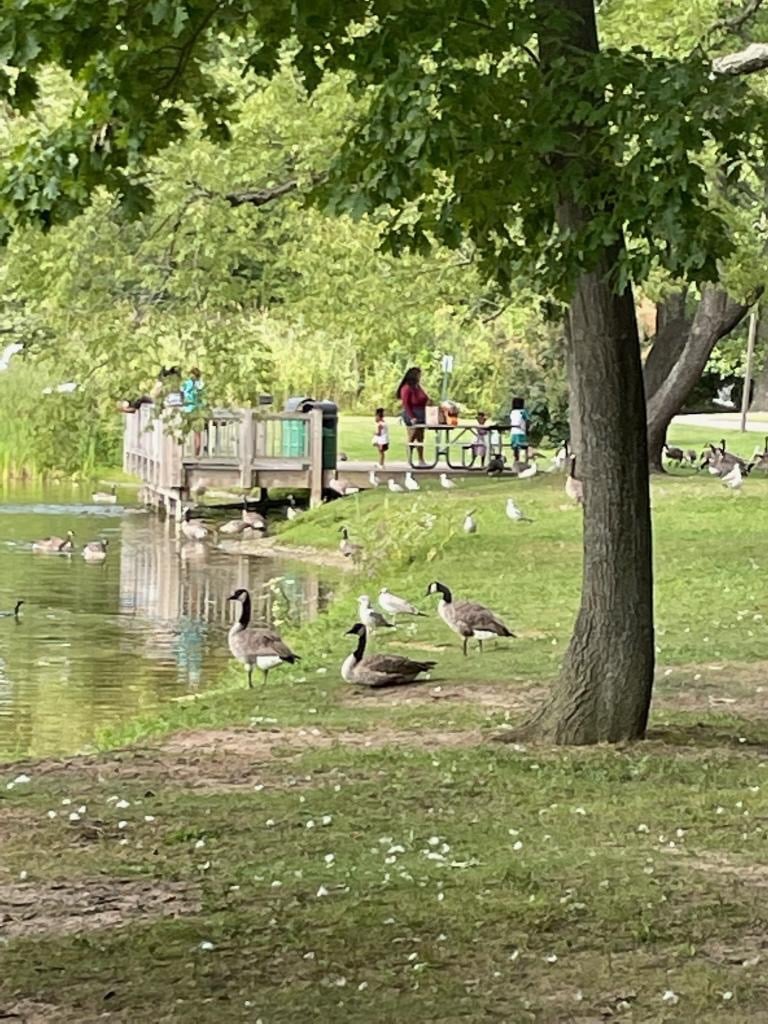 A day at the park