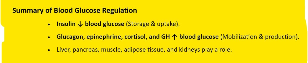 summary blood glucose regulation