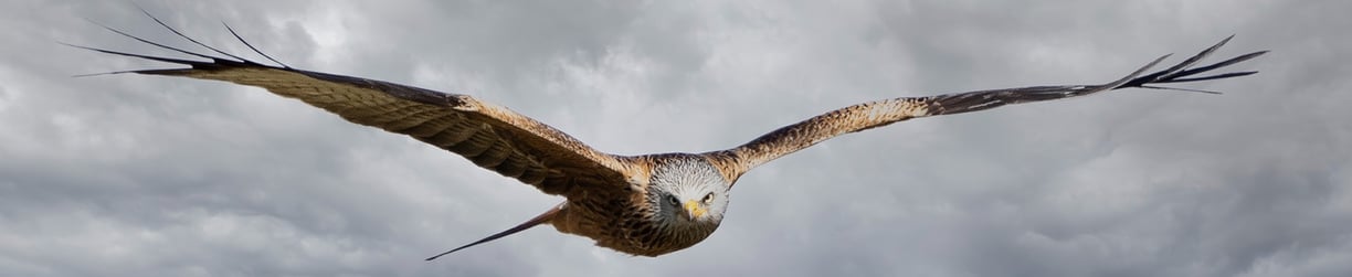 Red Kite Gigrin Farm Red Kite Centre Wales