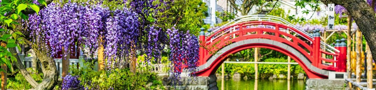 a red bridge in the kameido temple with purple flowers and a red bridge