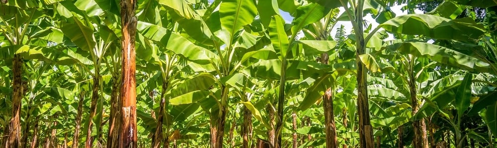 a bunch of bananas on a tree in a field
