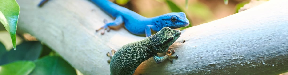 Dwarf Day Gecko pair (Lygodactylus williamsi) at Zoo Salzburg – reference photo.