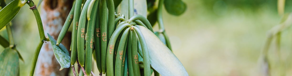 the best vanilla supplier