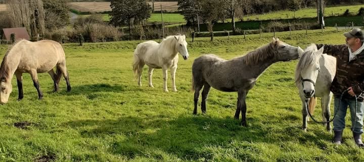 Rémi Bleibtreu équicien interagit avec ses 4 chevaux