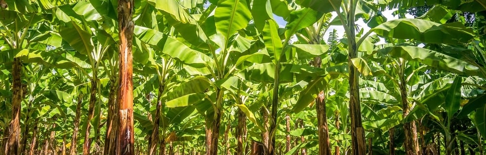 a bunch of bananas on a tree in a field