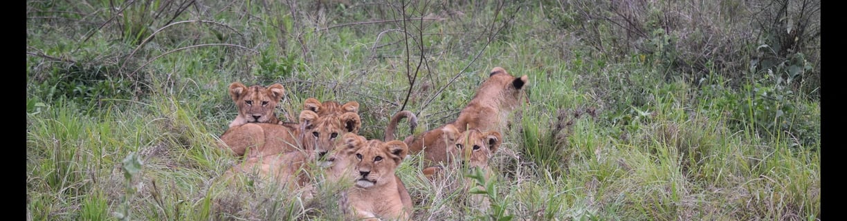 lion cubs