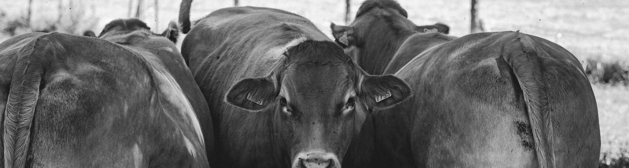 Vacas con buena condición corporal